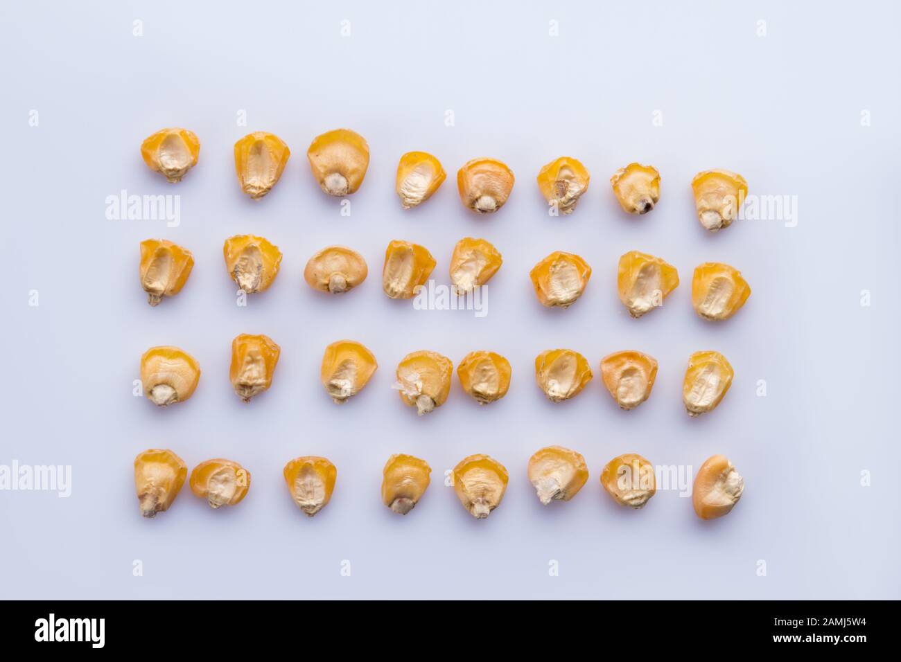 Corn kernel seeds rows Stock Photo Alamy