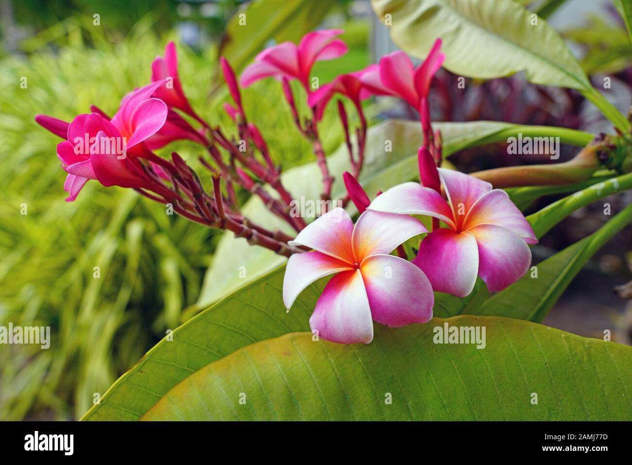 Fragrant blossoms of white and pink frangipani flowers, also called ...