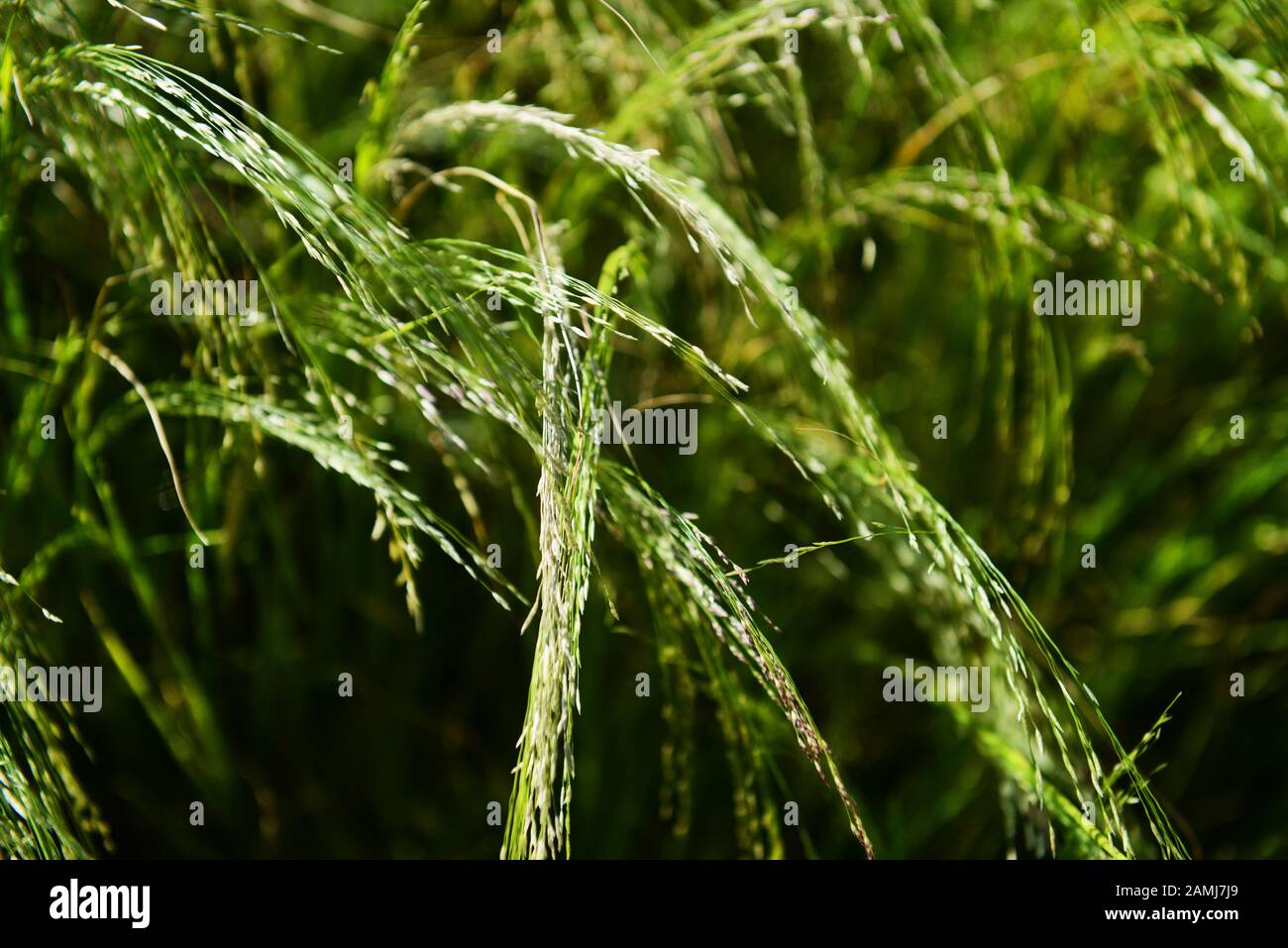 Teff crop in Ethiopia. Stock Photo