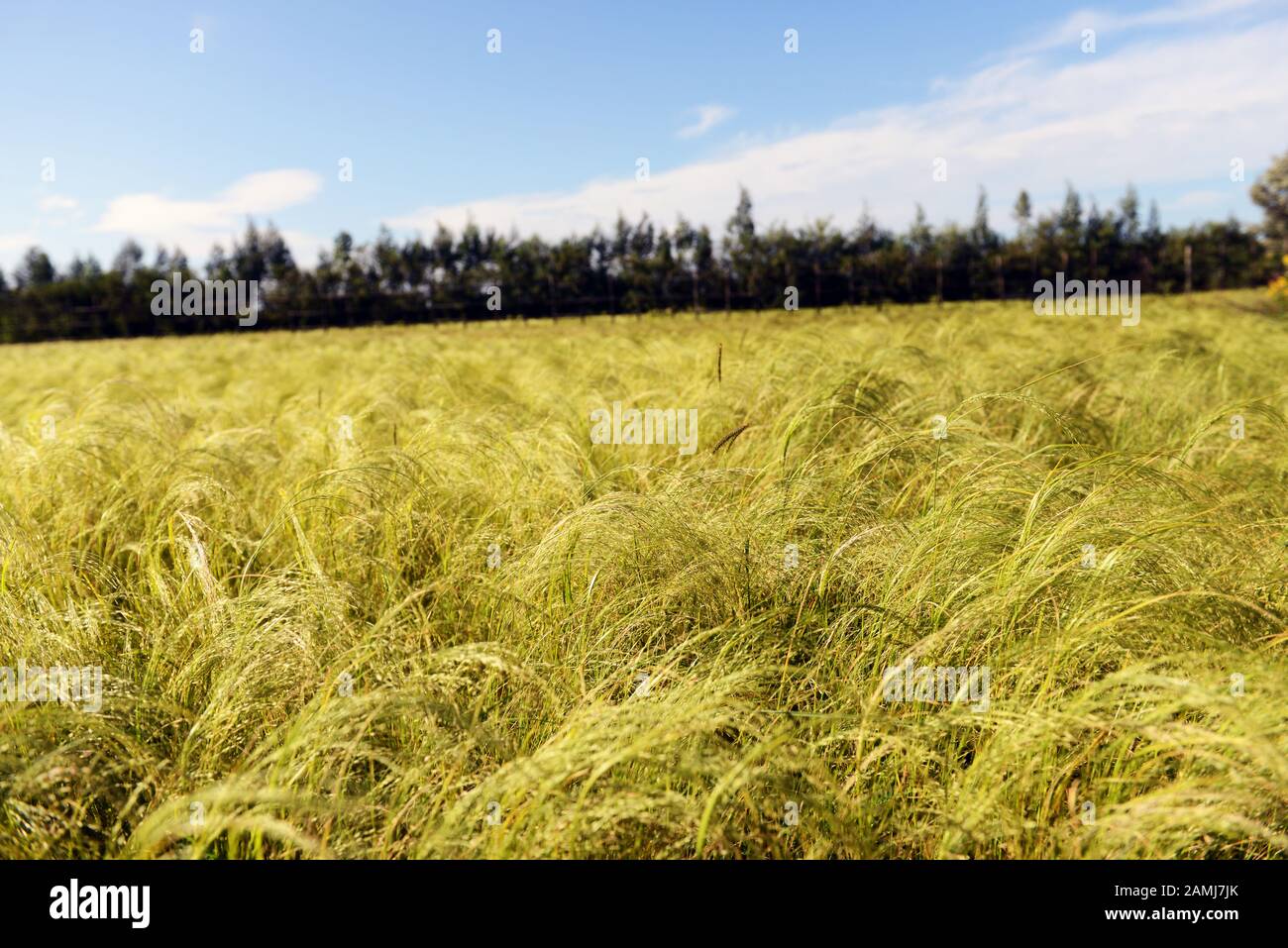 Teff crop in Ethiopia. Teff is used for making Injera- the staple diet in Ethiopia and Eritrea. Stock Photo