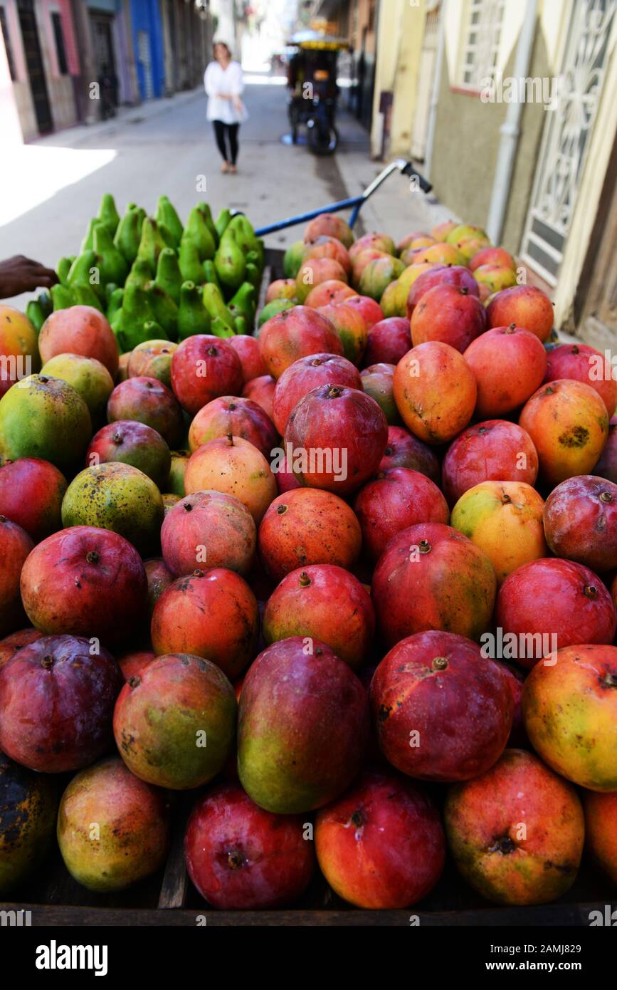 Colorful juicy mangoes sold by a vendor in old Havana, Cuba Stock Photo Alamy