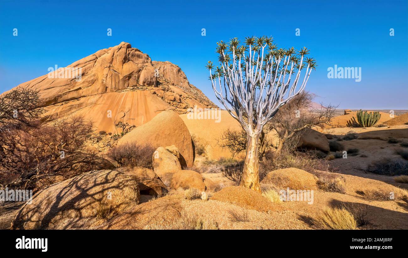 The ancient rocky landscape of Spitzkoppe, Namibia, with a quiver tree blooming among granite boulders. Stock Photo