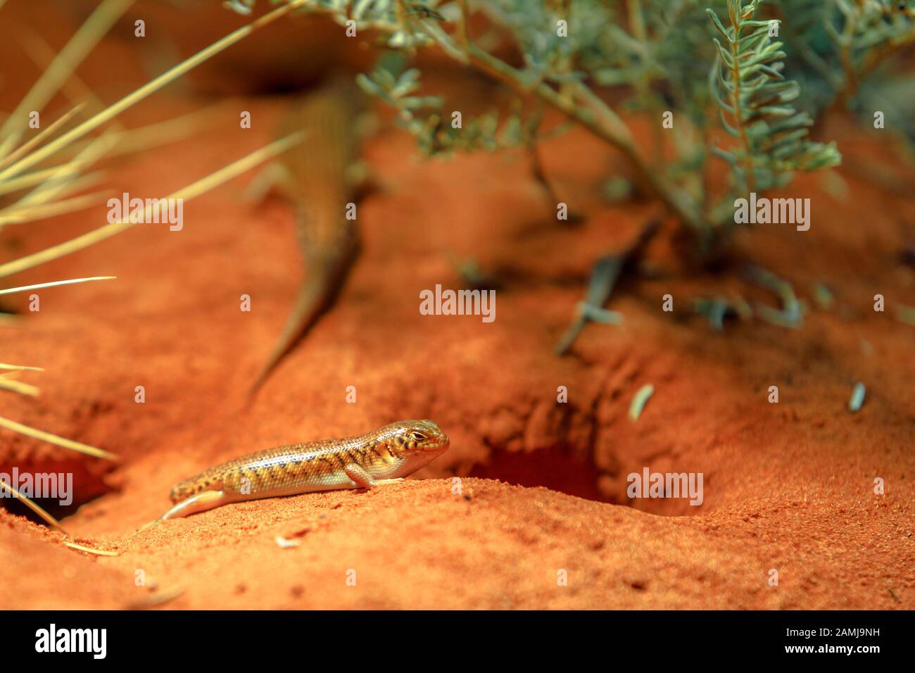 Panther or leopard skink, Ctenotus pantherinus, on red sand in Desert Park at Alice Springs, Northern Territory, Central Australia. Australian skinks Stock Photo