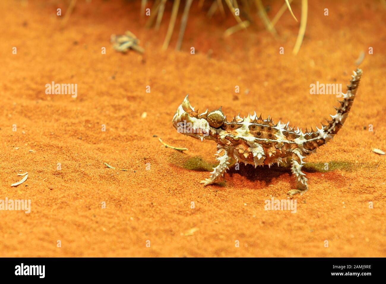 Thorny devil, Moloch horridus, walks on red sand in Desert Park at Alice Springs, Northern Territory, Central Australia. Insectivorous, they feed on Stock Photo