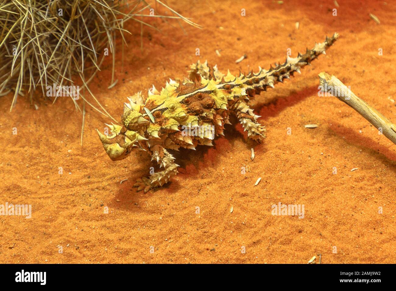 The thorny devil, also known as mountain devil, thorny lizard, thorny dragon and moloch, is a species of lizard, family Agamidae. Desert Park at Alice Stock Photo
