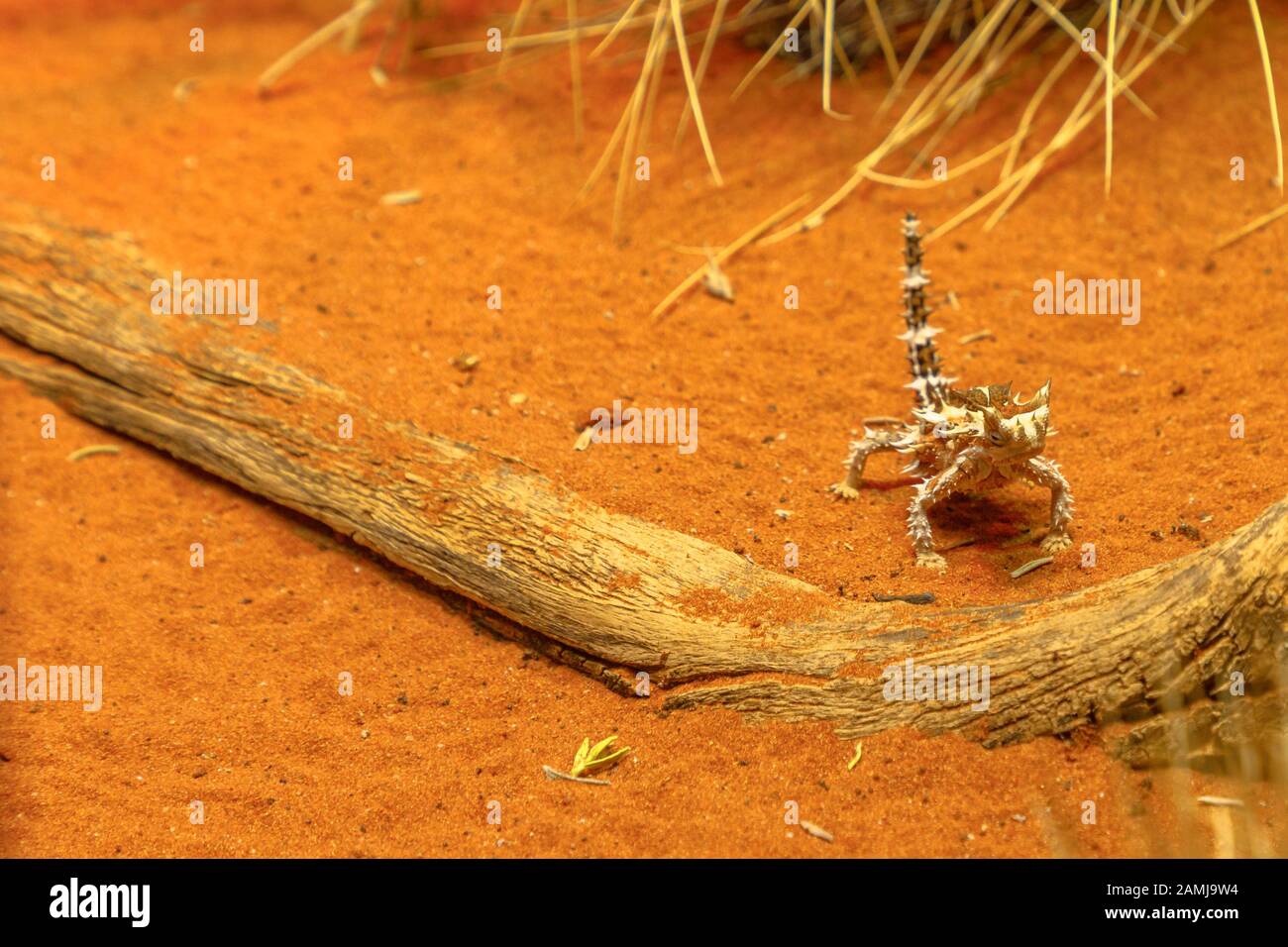 Front view of Thorny devil, Moloch horridus, on red sand in Desert Park at Alice Springs, Northern Territory, Central Australia. Insectivorous, they Stock Photo