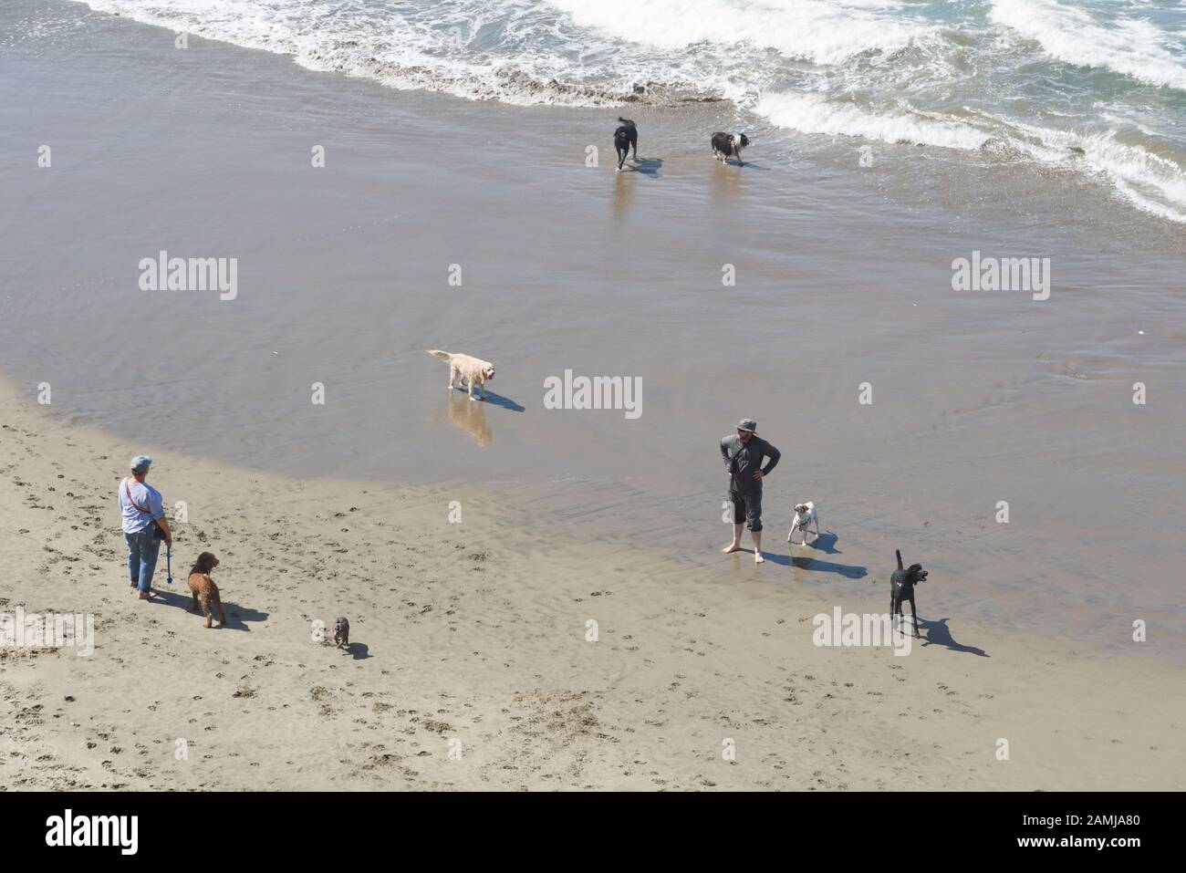 Recreation dog hires stock photography and images Alamy
