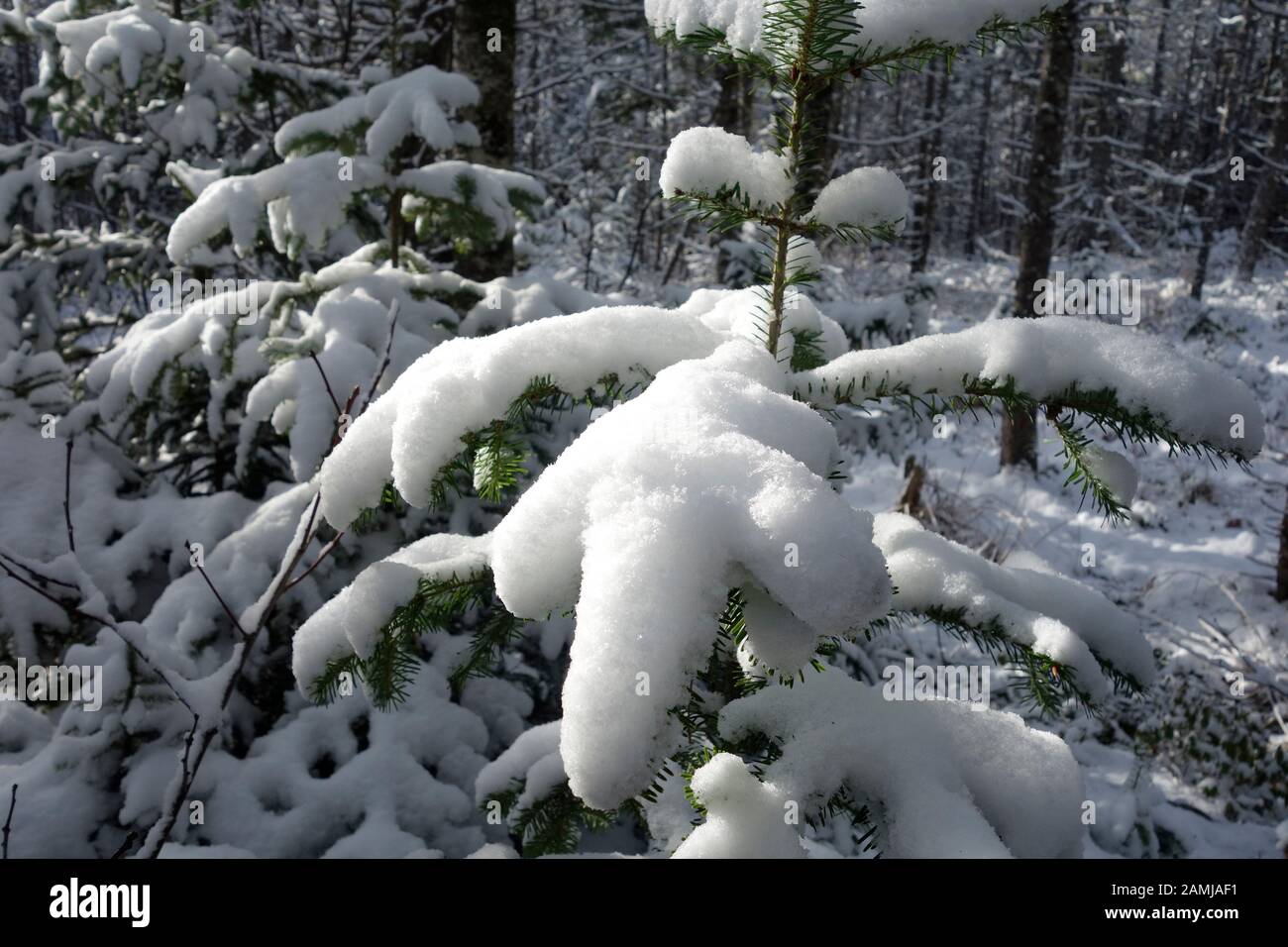 Snow on a fir tree Stock Photo