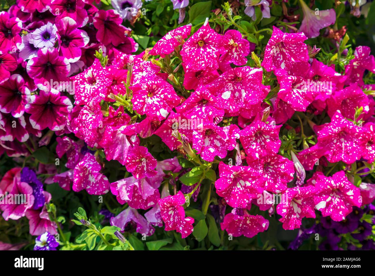 Abstract background of colorful petunia flowers. Image Stock Photo