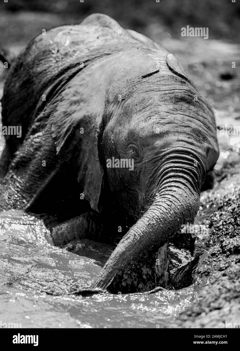 Orphan African (Loxodonta Africana) elephants at the David Sheldrick Wildlife Trust (DSWT) on the outskirts of Nairobi, Kenya. Stock Photo