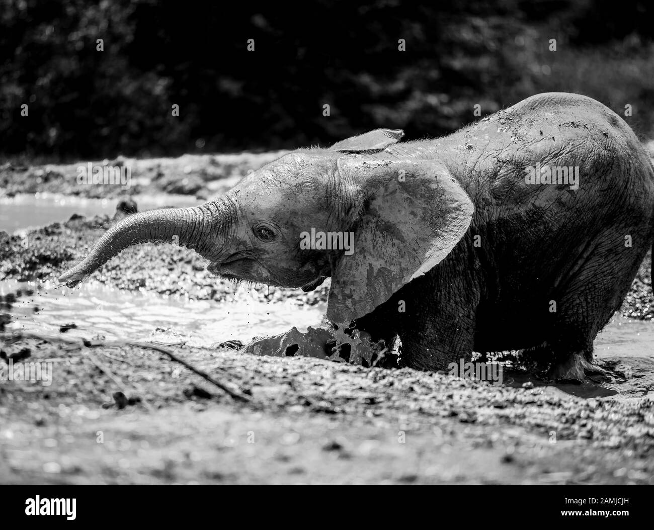 Orphan African (Loxodonta Africana) elephants at the David Sheldrick Wildlife Trust (DSWT) on the outskirts of Nairobi, Kenya. Stock Photo