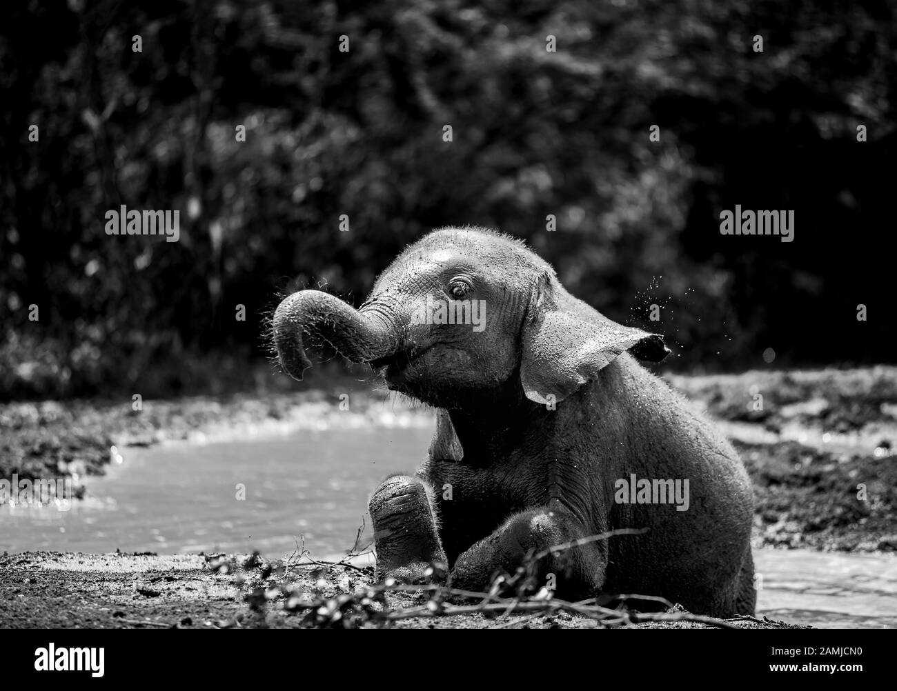 Orphan African (Loxodonta Africana) elephants at the David Sheldrick Wildlife Trust (DSWT) on the outskirts of Nairobi, Kenya. Stock Photo