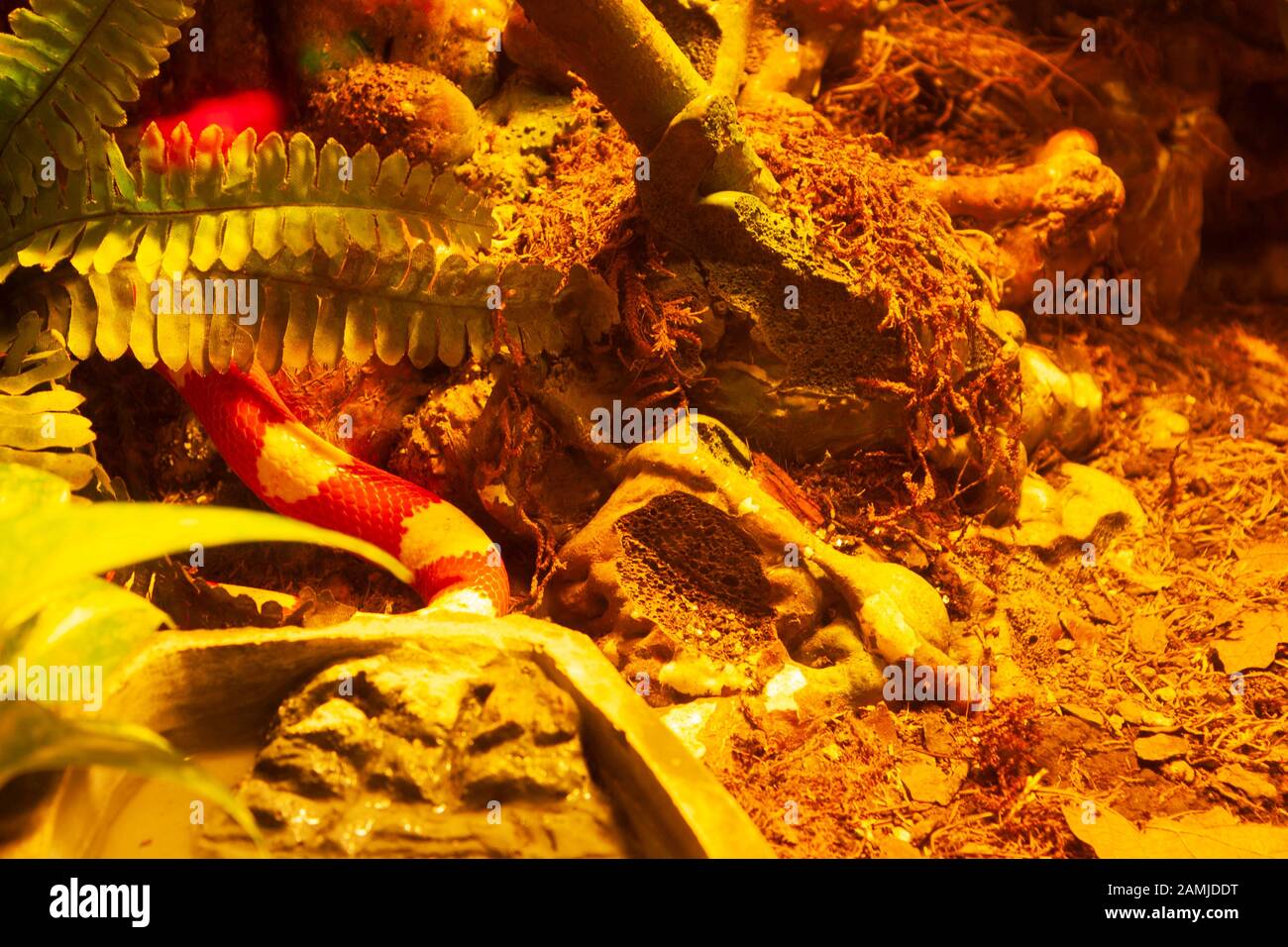 False coral hidden between the malesa Stock Photo
