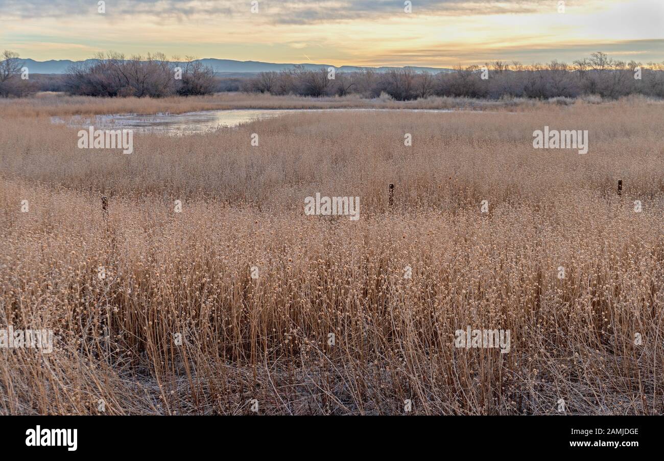 Waterfowl Management Area at Sunrise Stock Photo Alamy