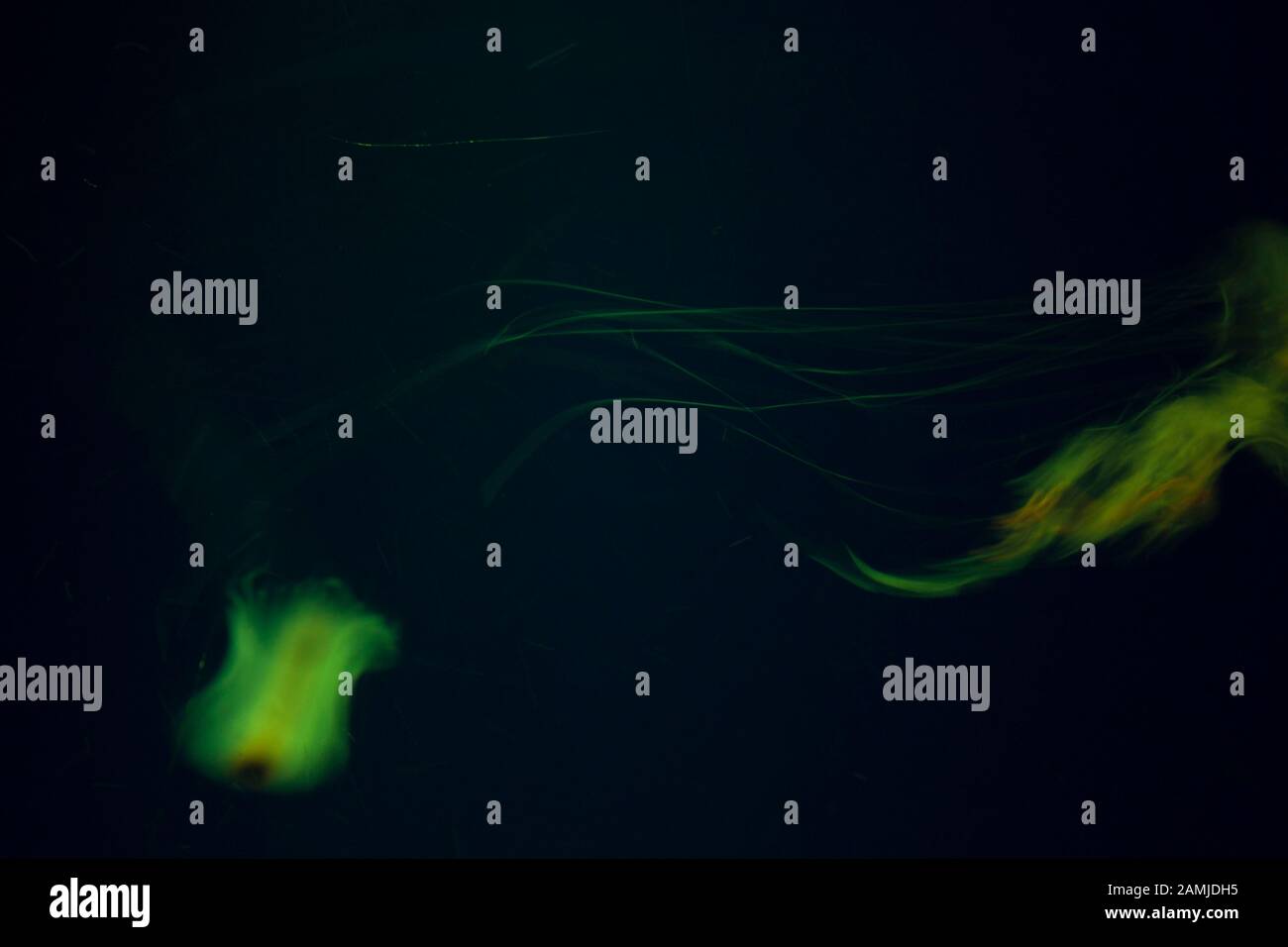 green fluorescent light in motion forming interesting light waves Stock