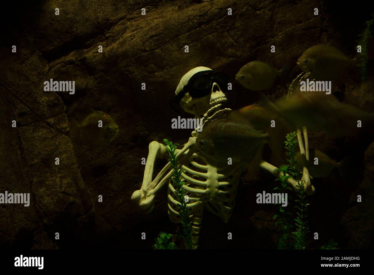 human skeleton resting underwater surrounded by piranhas Stock Photo ...