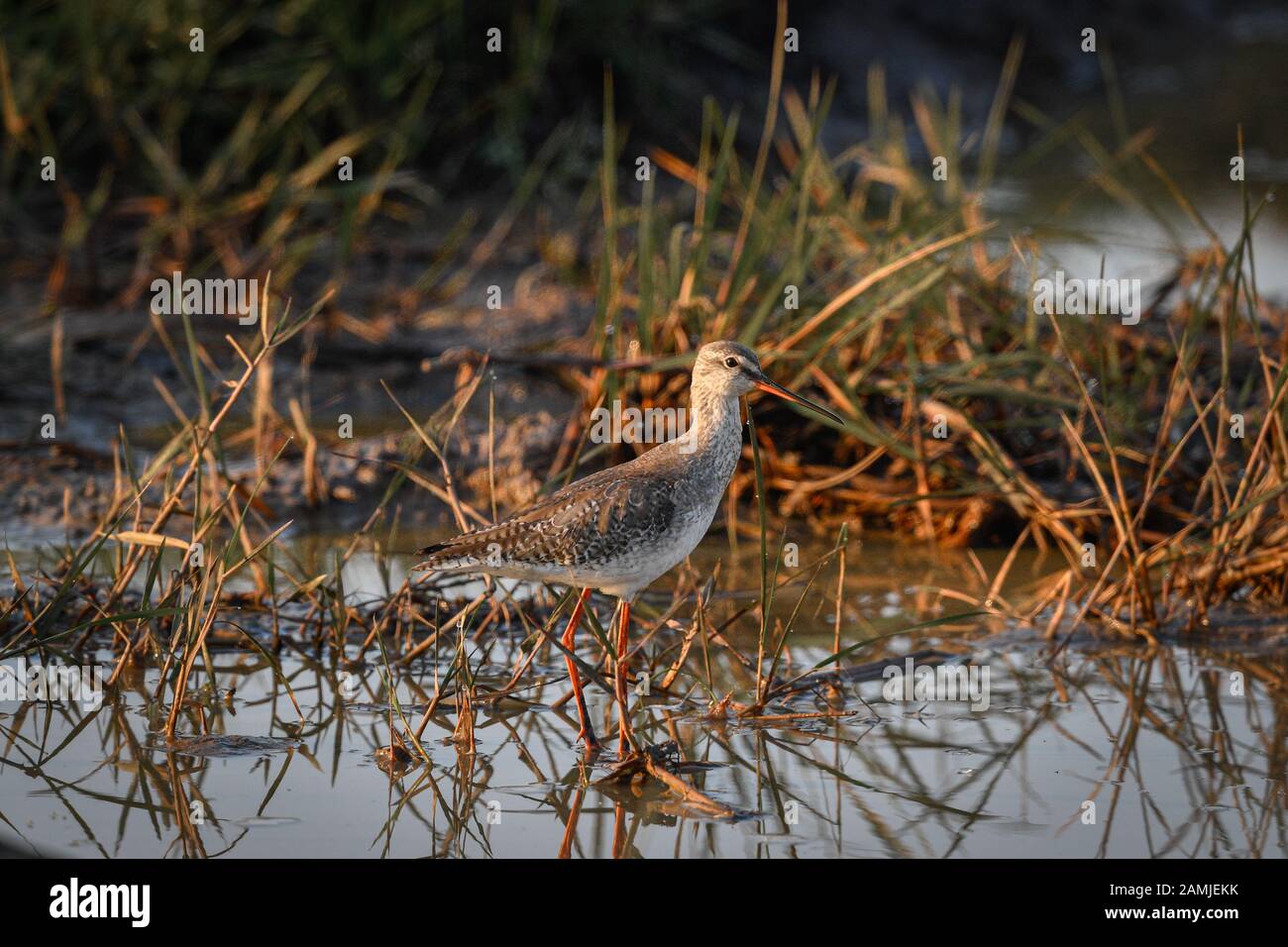 The common redshank or simply redshank (Tringa totanus) is a Eurasian wader in the large family Scolopacidae. Stock Photo