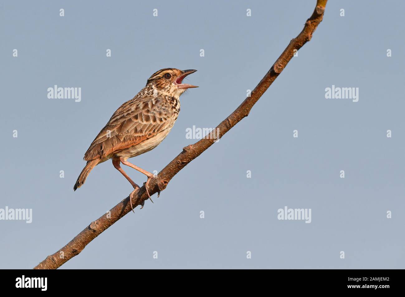 The Indochinese bush lark (Mirafra erythrocephala) or Indochinese lark is a species of lark in the family Alaudidae found in southeast Asia. Stock Photo