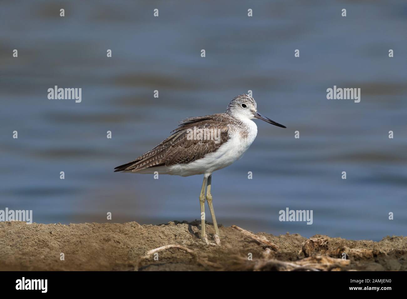 The common greenshank (Tringa nebularia) is a wader in the large family Scolopacidae, the typical waders. Stock Photo
