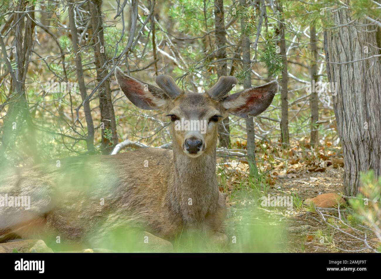 A Mule Deer Buck, native to the Kaibab Forest around the Grand Canyon of Arizona, watching me through the brush as he rests under a tree. Stock Photo