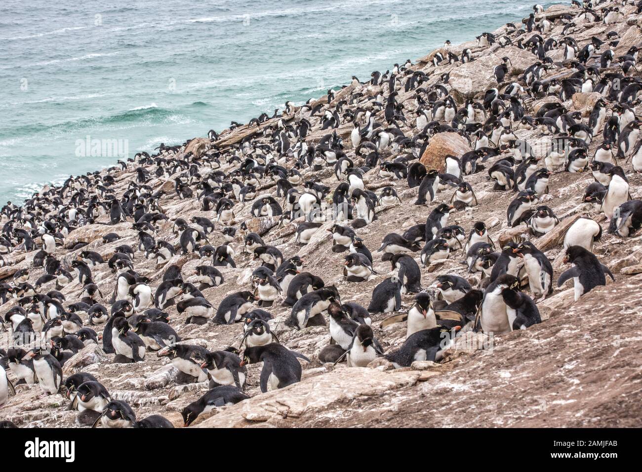 Rockhopper penguin colony, Saunders Island, Falkland Islands, South Georgia, Antarctica Stock Photo