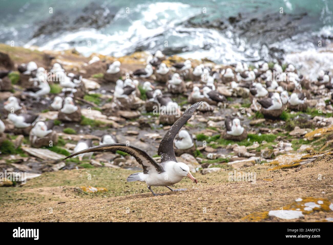 Black-browed Albatross colony, Saunders Island, Falkland Islands, Antarctica Stock Photo