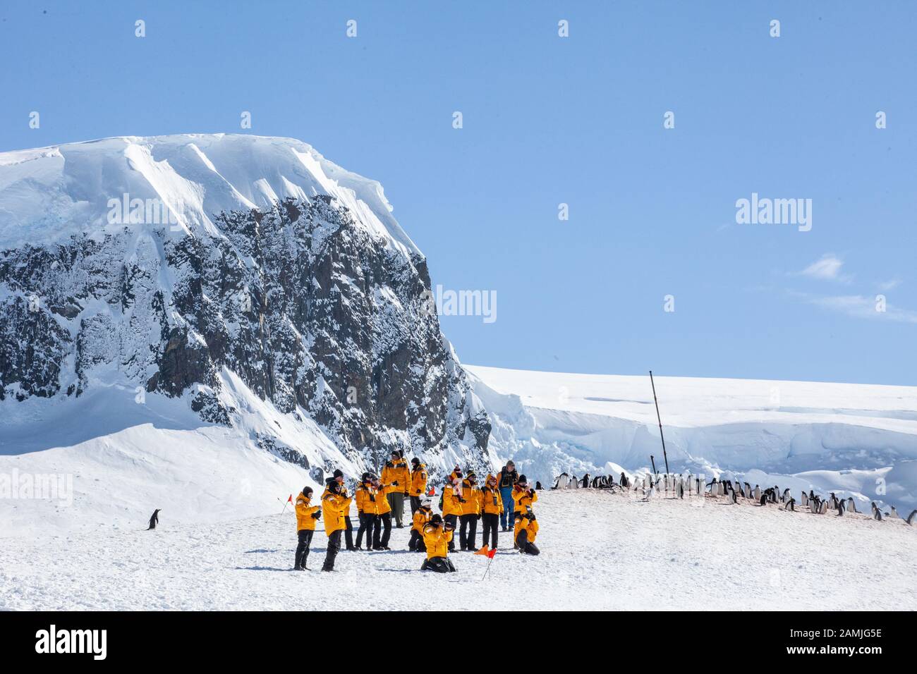 Tourists at gentoo penguin colony, Mikkleson Harbour, Antarctica Stock Photo