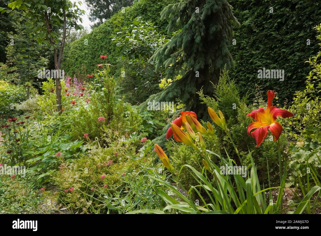 Mixed border with red and yellow Hemerocallis - Daylily flowers, Picea pendula - Spruce tree and Thuja occidentalis - Cedar hedge in private backyard Stock Photo