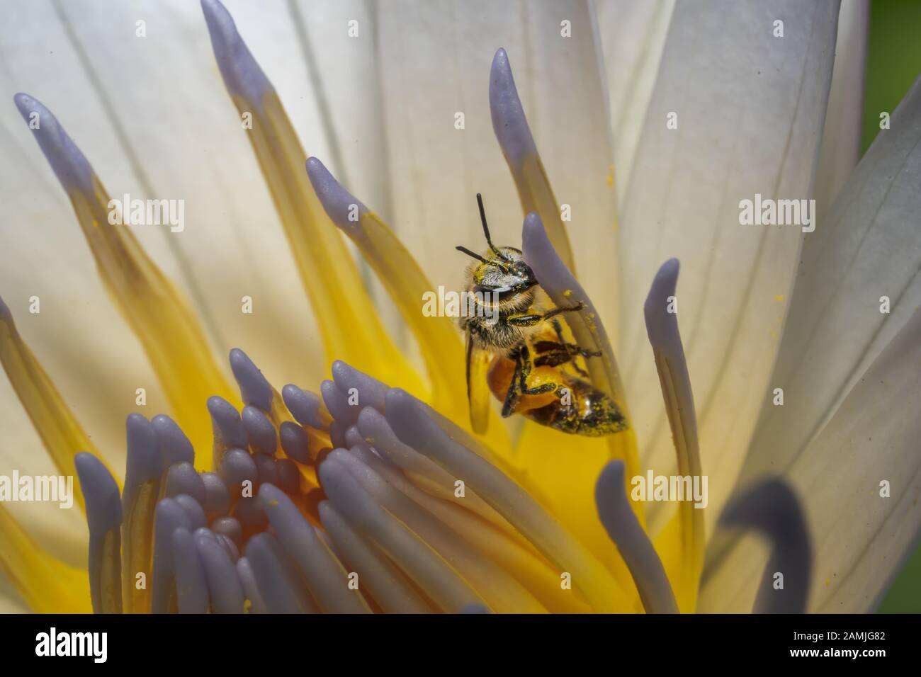 Honey bee pollinate on a water lily in nature composition Stock Photo ...