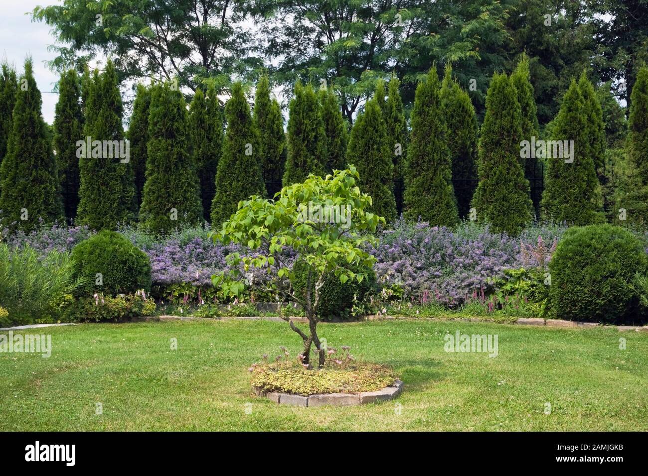 Raised paving stone edged border with deciduous tree in middle of green grass lawn plus purple Nepeta - Catmint flowers, rows of Thuja - Cedar trees. Stock Photo