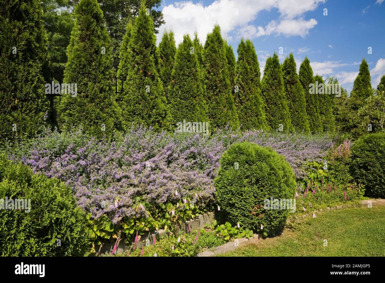 Raised paving stone edged border with purple Nepeta Catmint flowers