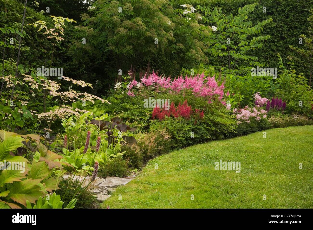 Cornus Alternifolia High Resolution Stock Photography And Images Alamy