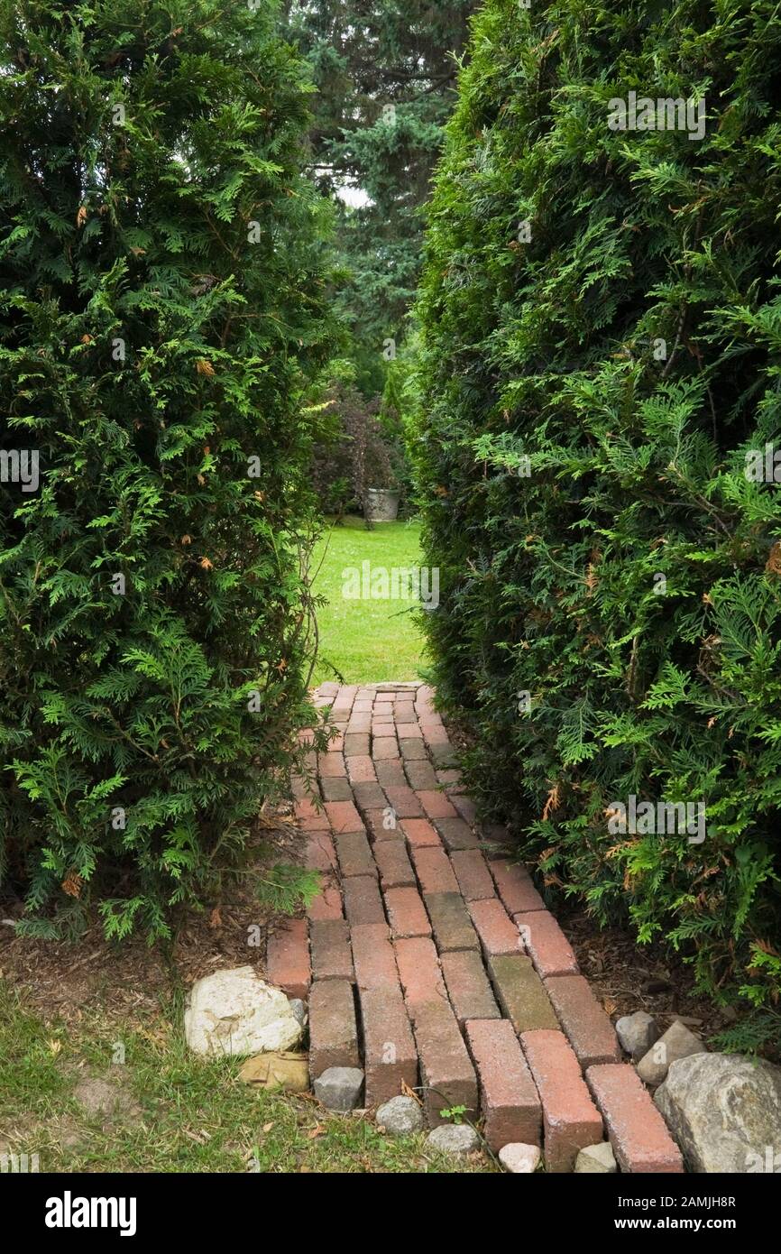 Red brick path through Thuja occidentalis - Cedar tree hedge in private backyard garden in summe. Stock Photo