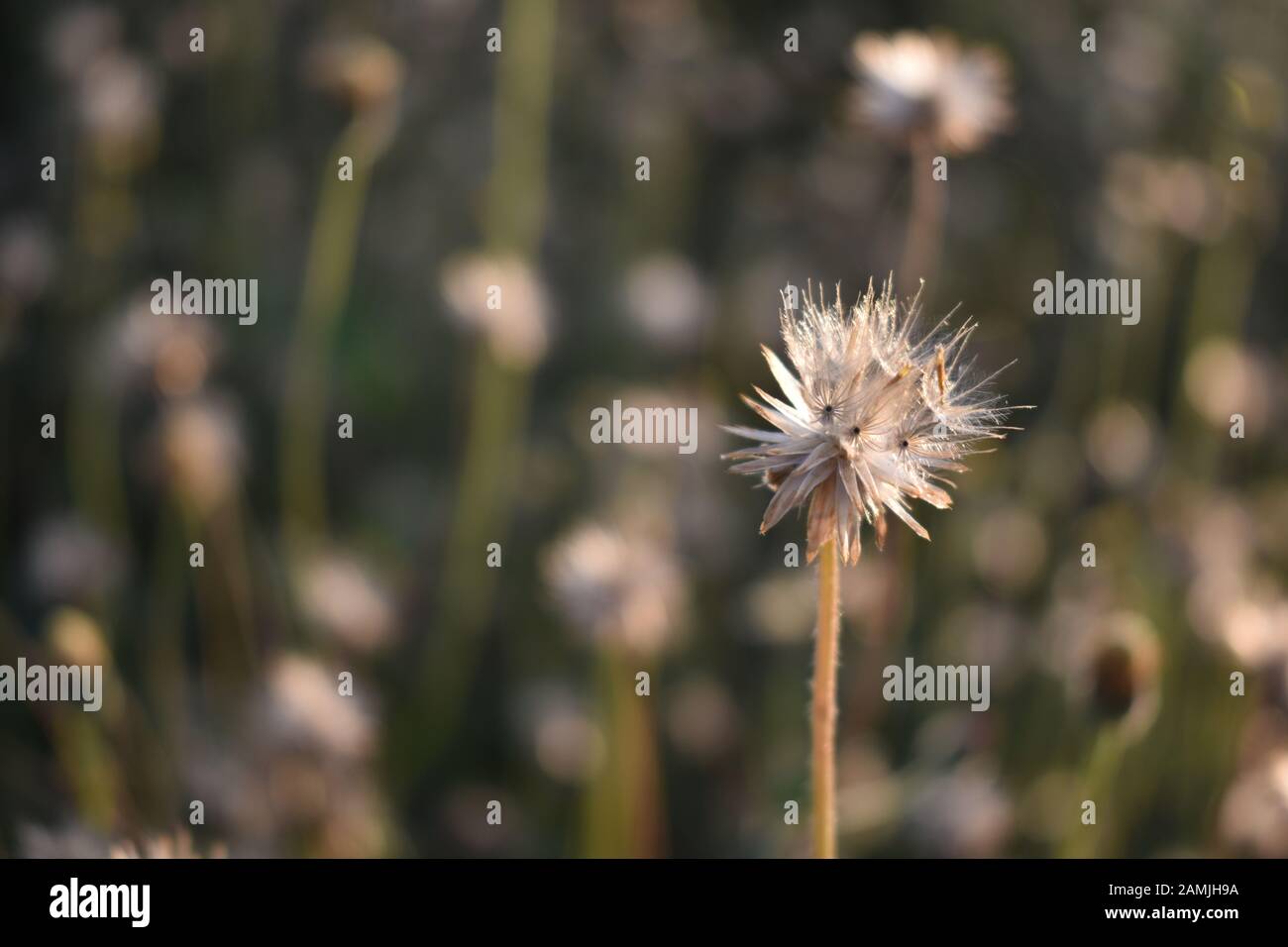 Achenes of tridax daisy or coatbuttons flower or Tridax procumbens containing dried seeds. Surakarta, Indonesia. Stock Photo