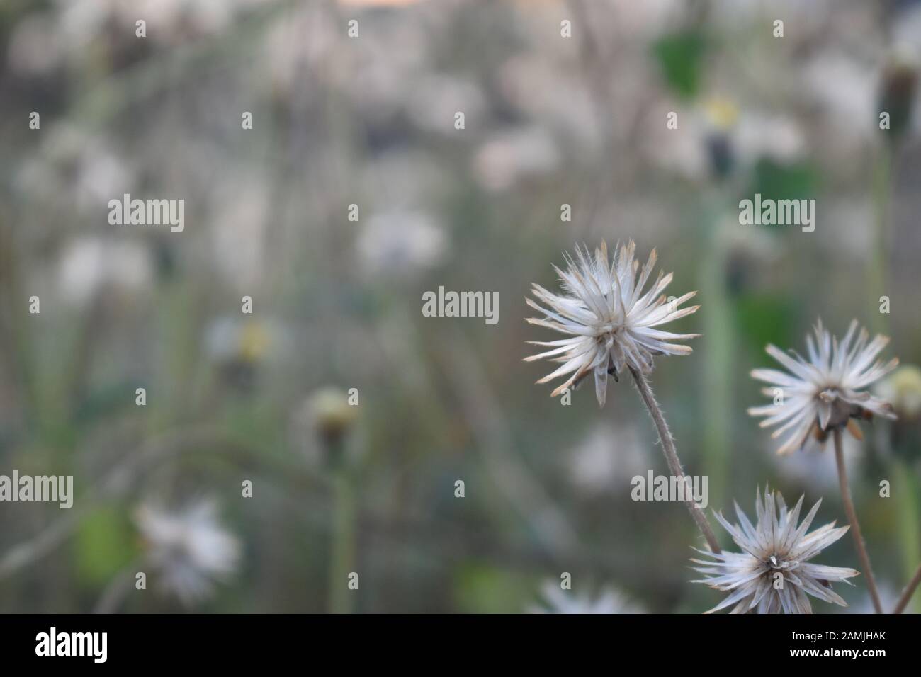 Achenes of tridax daisy or coatbuttons flower or Tridax procumbens containing dried seeds. Surakarta, Indonesia. Stock Photo