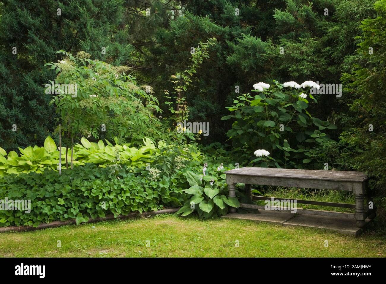 Amazon Com 1 Gallon Limelight Hydrangea Extravagant Large