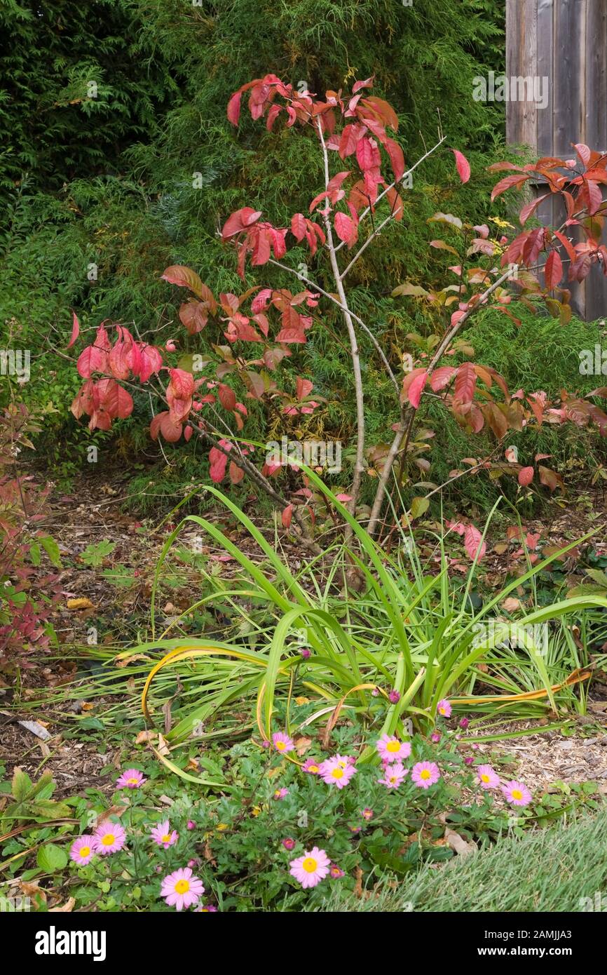 Pink perennial flowers and Euonymus alatus - Spindle Tree with red leaves in border in private backyard garden in autumn. Stock Photo