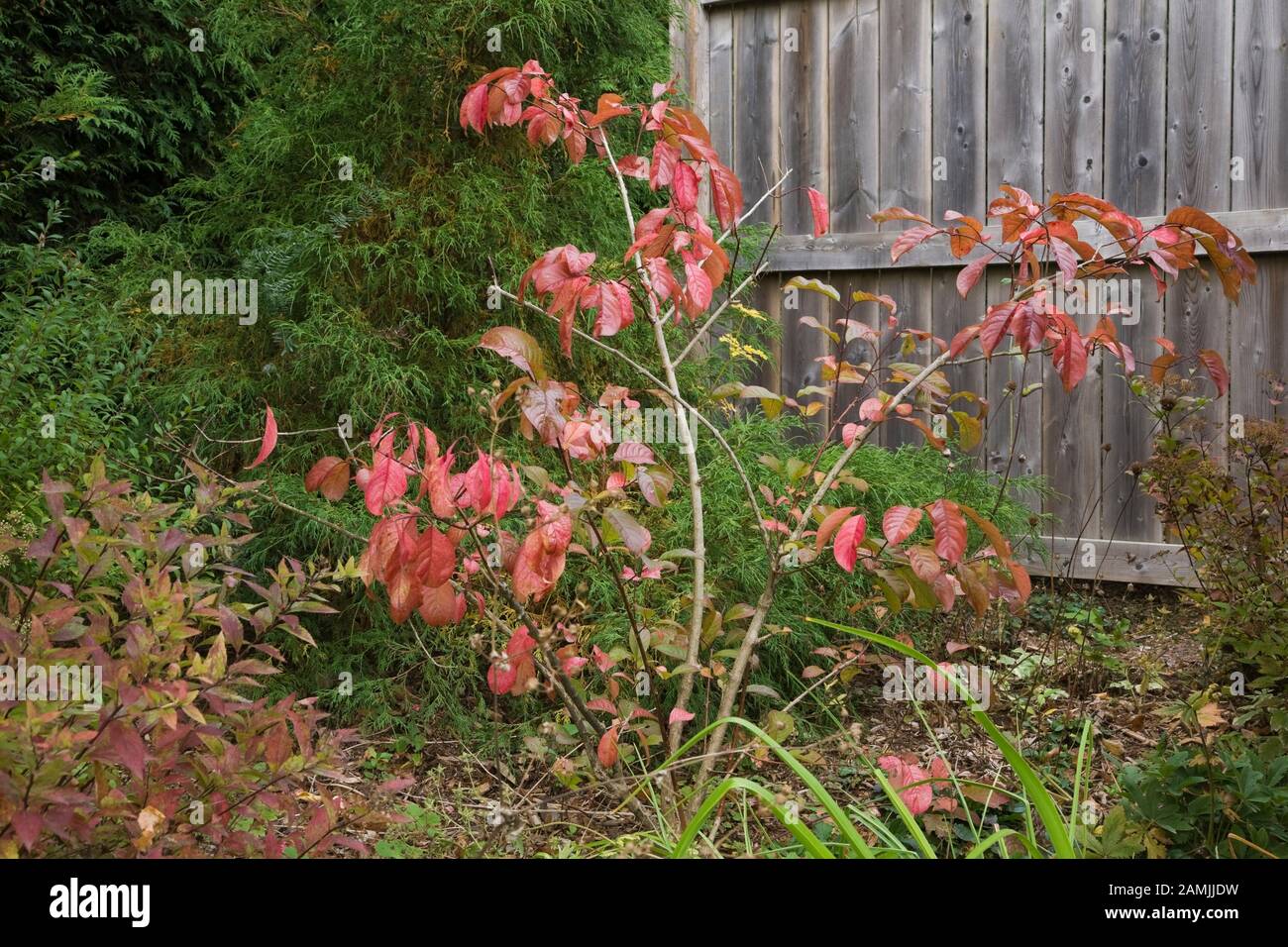 Border with grey wooden fence, Thuja - Cedar tree and Euonymus alatus - Spindle Tree with red leaves in mulch border in backyard garden in autumn. Stock Photo