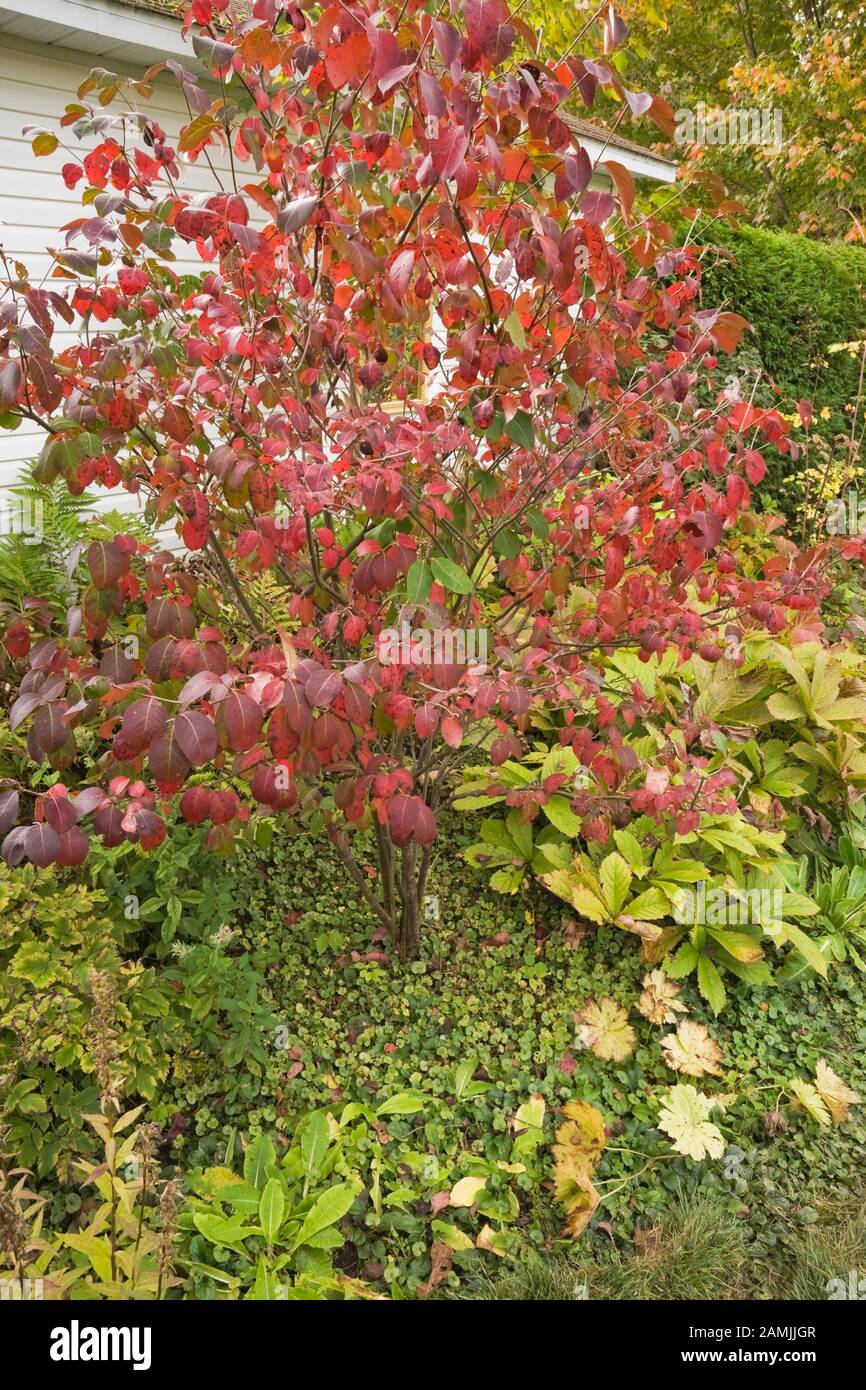 Euonymus alatus Spindle Tree with red leaves in border in private