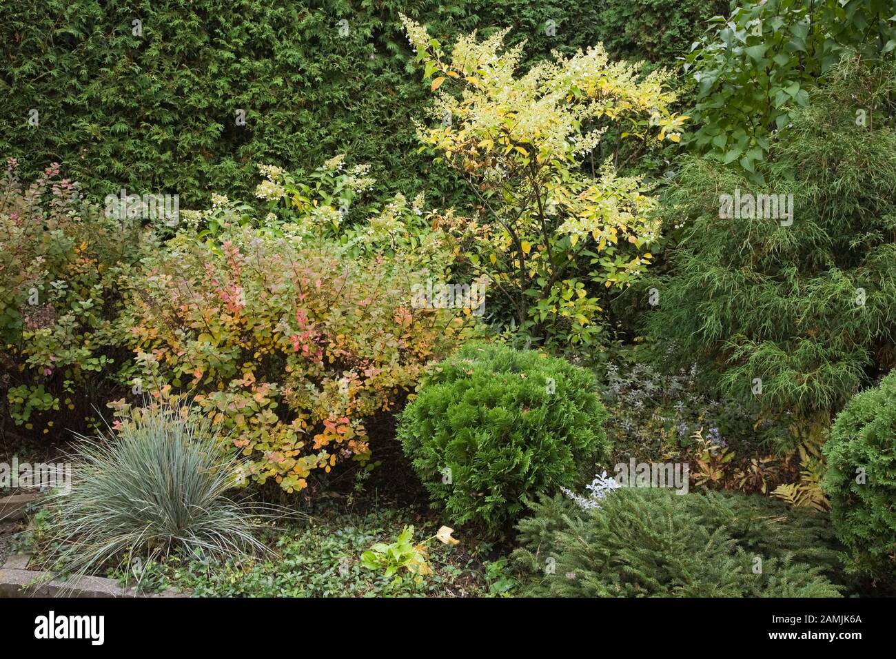 Mixed border with globe shaped Thuja - Cedar shrub, Festuca - Grass plant, Juniperus - Juniper shrub in backyard garden in autumn. Stock Photo