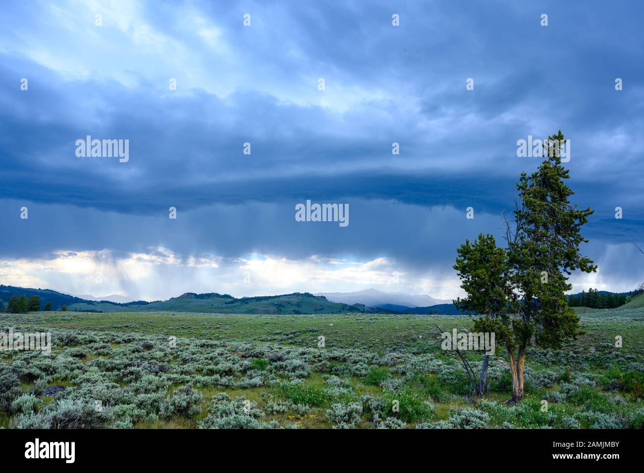 Tree in Field with Storm Clouds in Background just before sunset Stock Photo