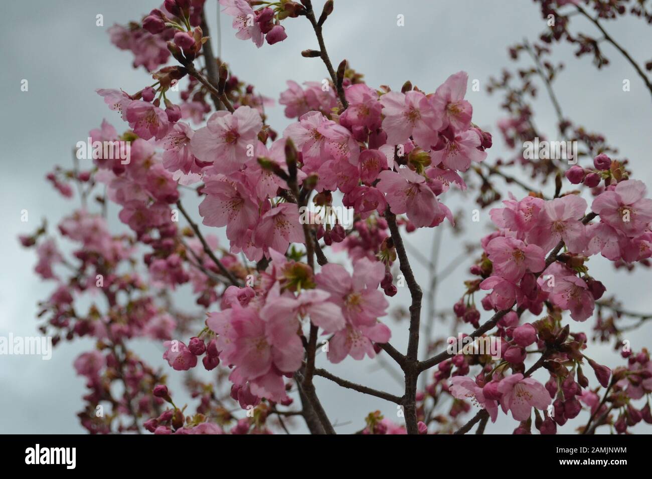 flowers-in-spring-stock-photo-alamy