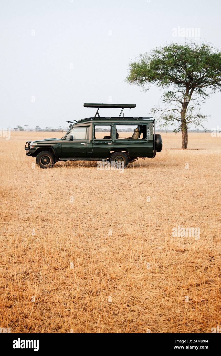 Jeep cars Safari truck  in golden grass field of Serengeti Savanna forest in Tanzania - African safari wildlife watching trip Stock Photo