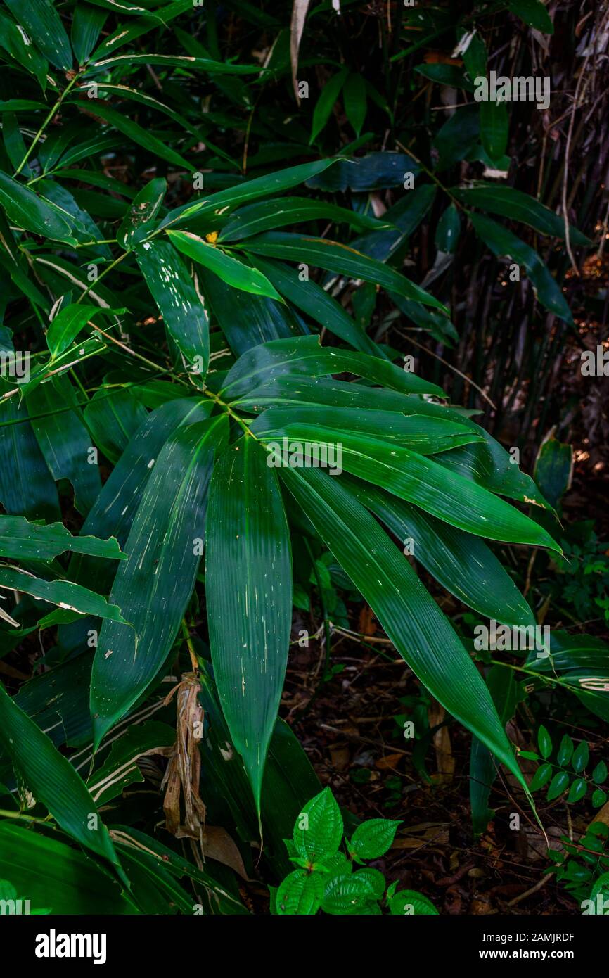 Elephant grass  Western Ghats India Stock Photo