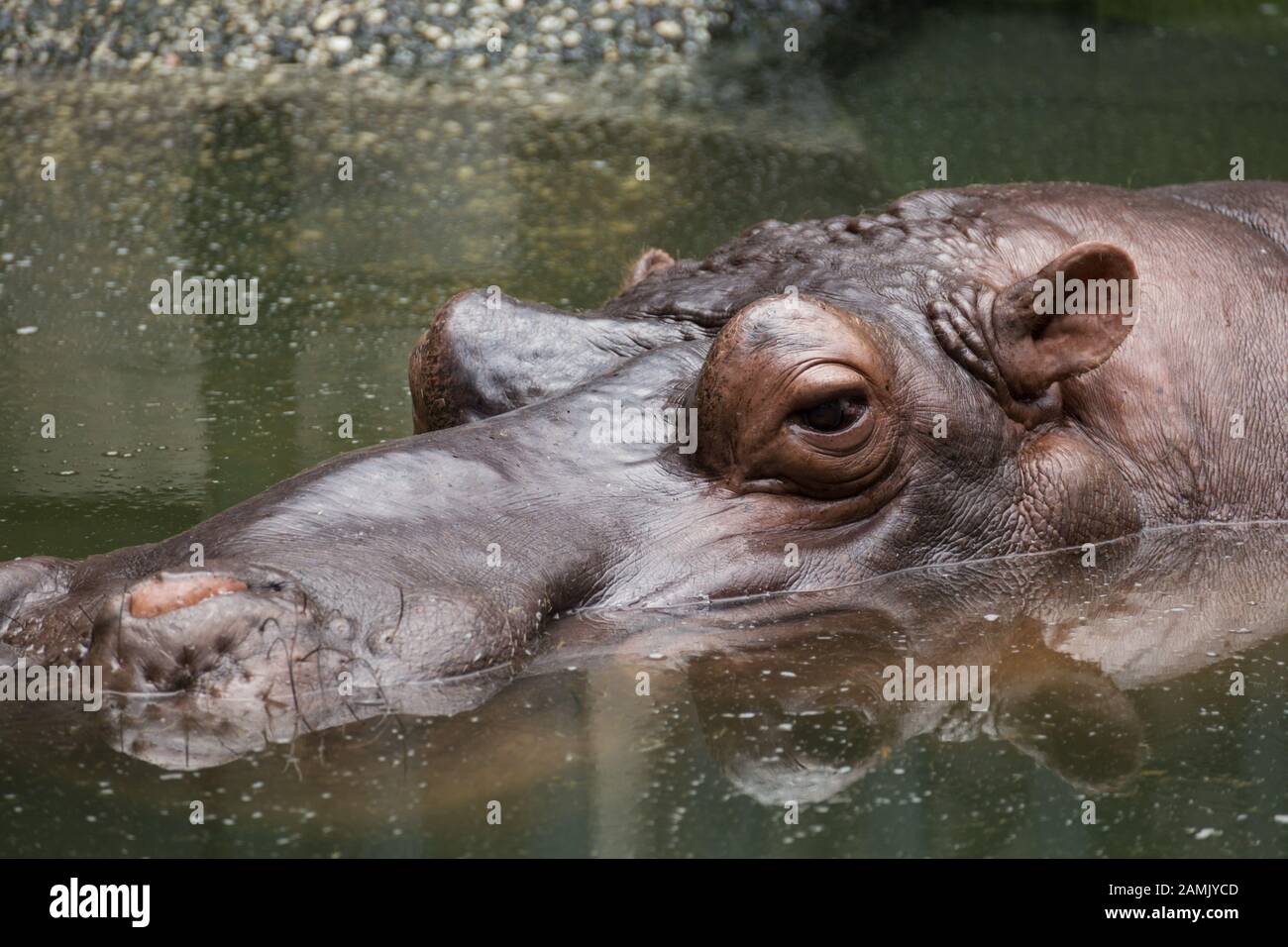 Ho Chi Minh, Vietnam - January 23, 2018: Male hippo swims in the pool in Ho Chi Minh zoo Stock Photo