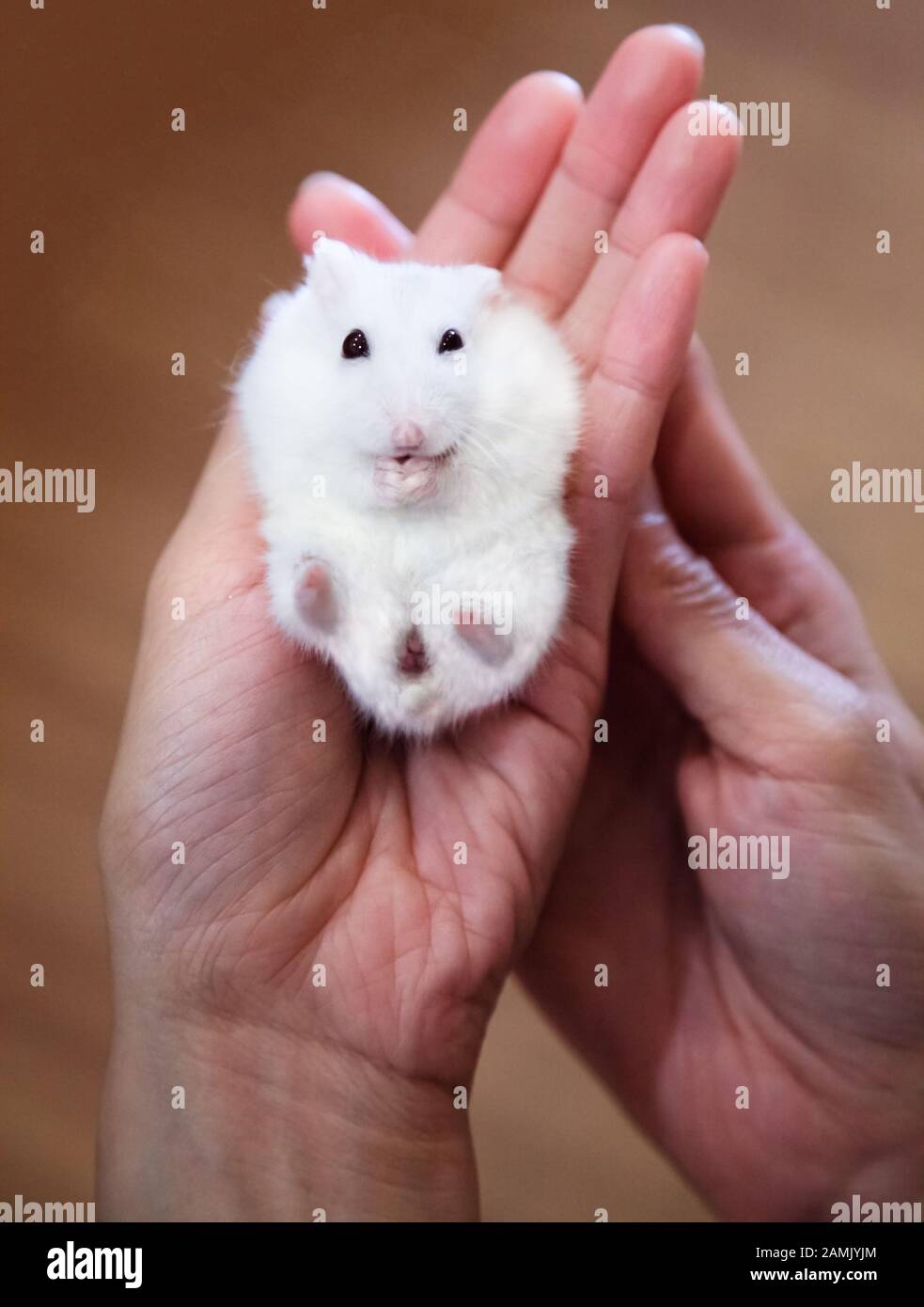 Winter White Hamster Lifespan: How Long Do They Live?