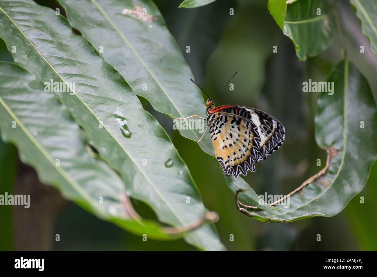 Motley butterfly on a leaf Stock Photo