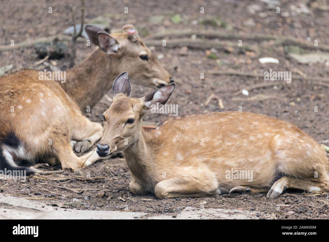 Deers lying down on the ground Stock Photo