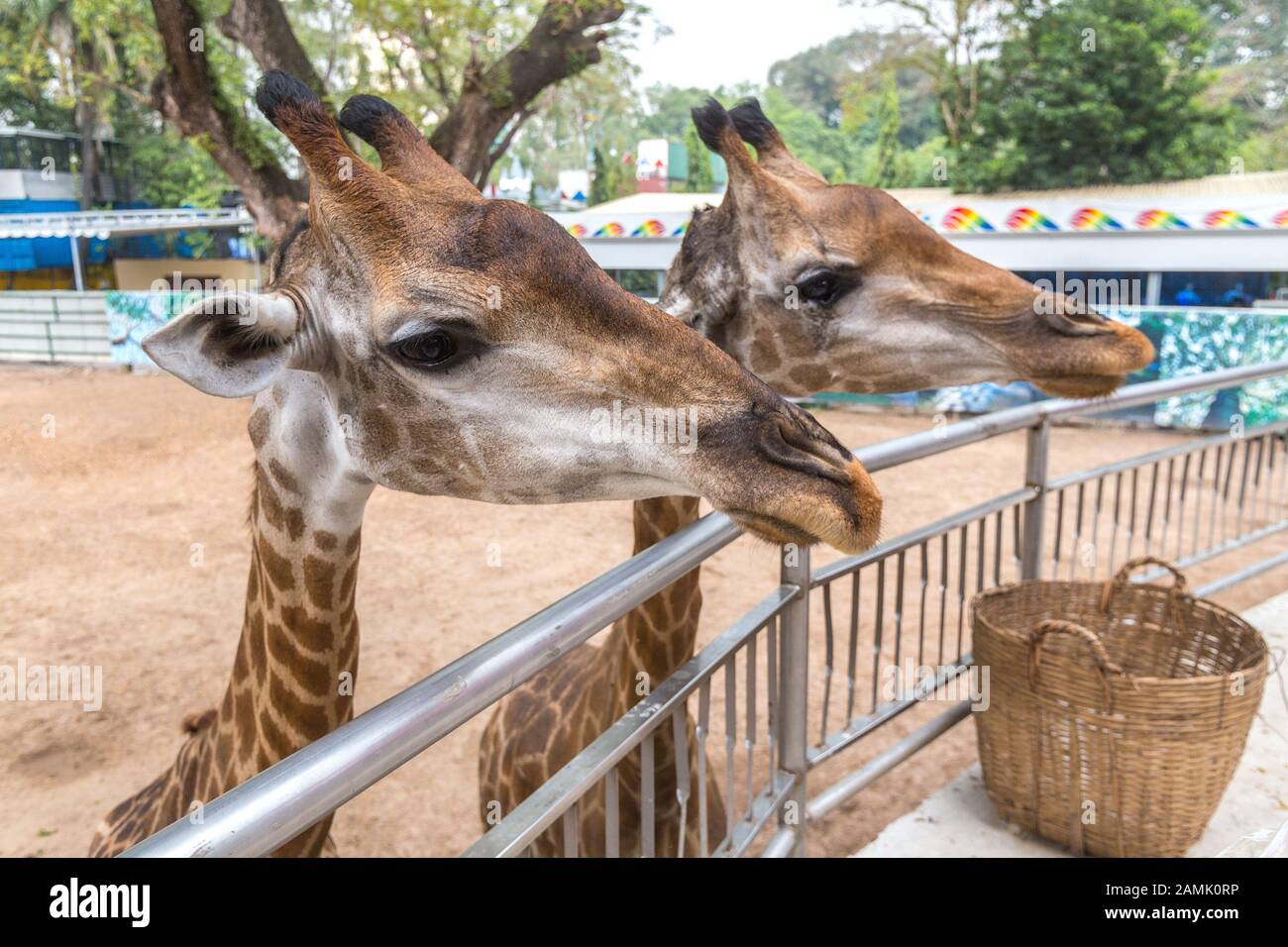 Two giraffes are feeding in zoo Stock Photo