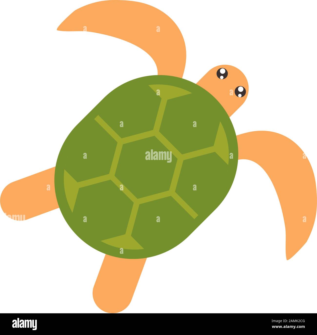 turtle animal cartoon australia icon on white background vector ...